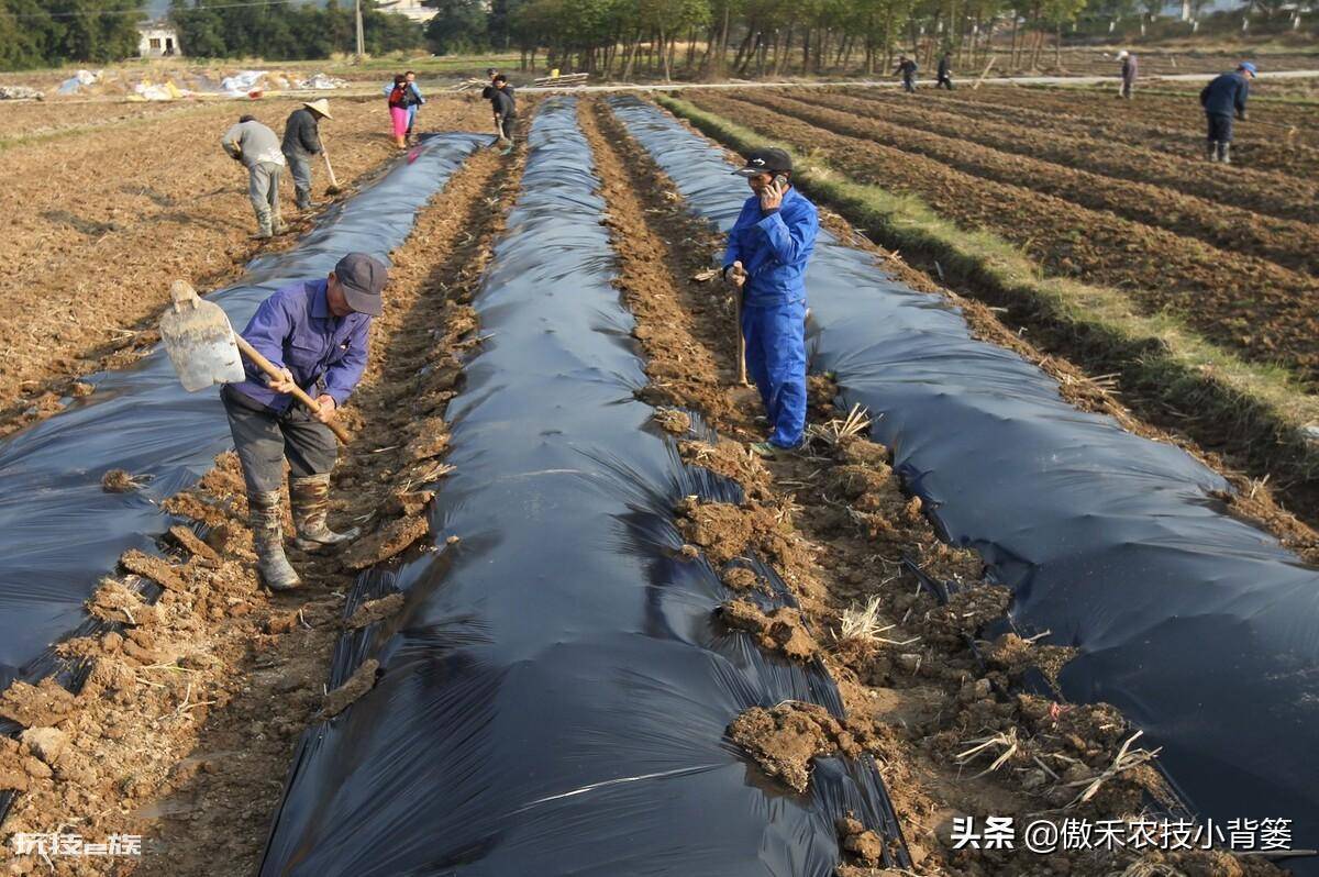 黑地膜和白地膜哪个效果好点(秋冬季节种植选择身颜色地膜)-图片6